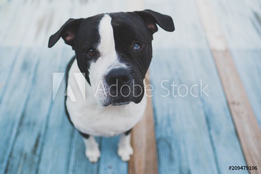 Picture of Cute black and white dog sitting on a wooden blue patio while looking up at the camera
